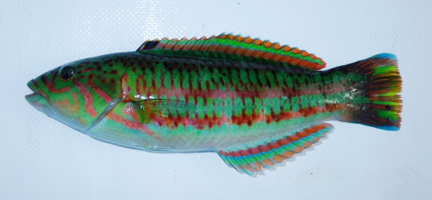 キヌベラ (2016.12.17) WEB魚図鑑