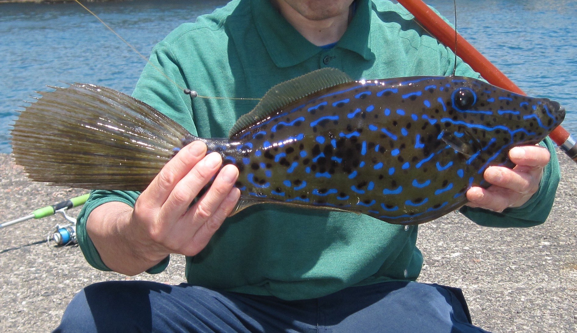 ソウシハギ (2017.01.04) WEB魚図鑑