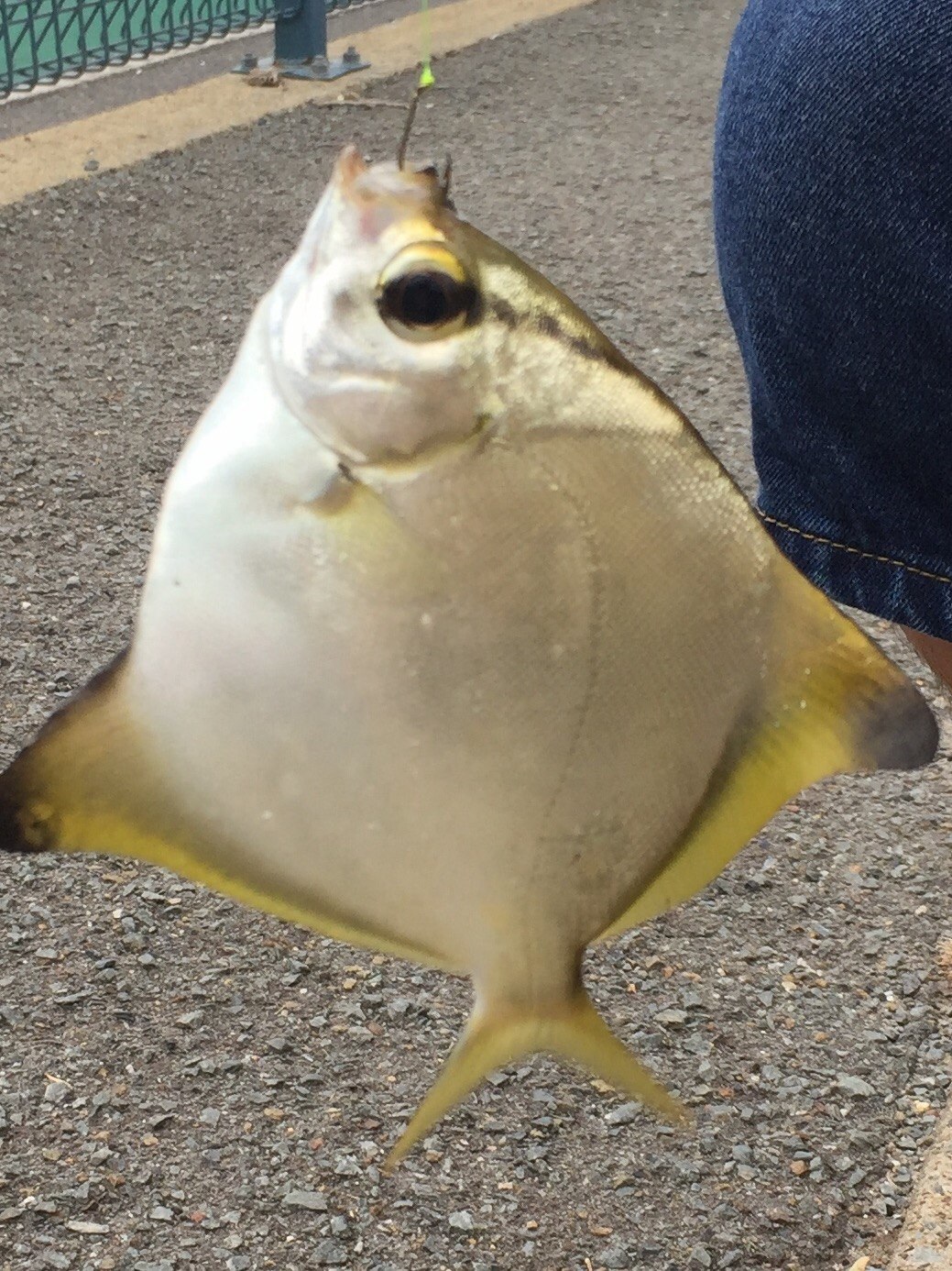 ヒメツバメウオ WEB魚図鑑
