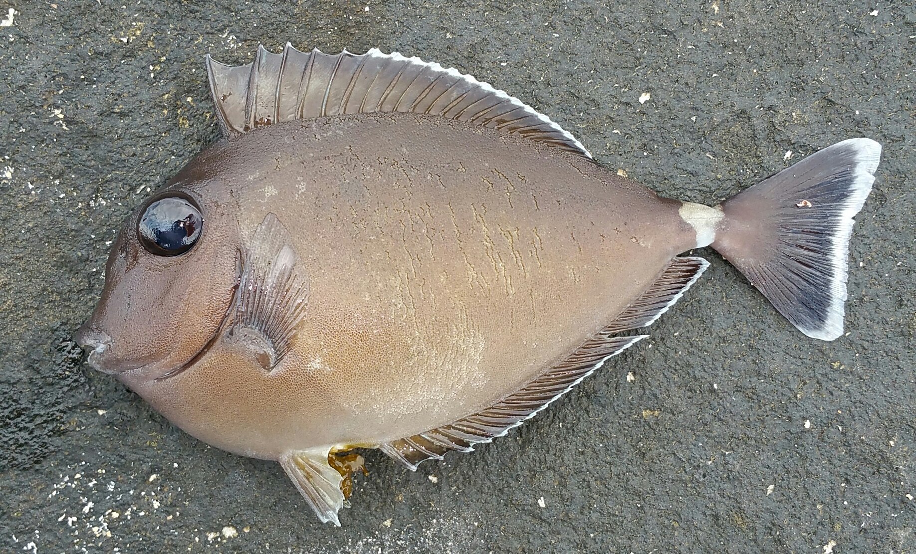 ヒメテングハギ (2017.03.05) WEB魚図鑑