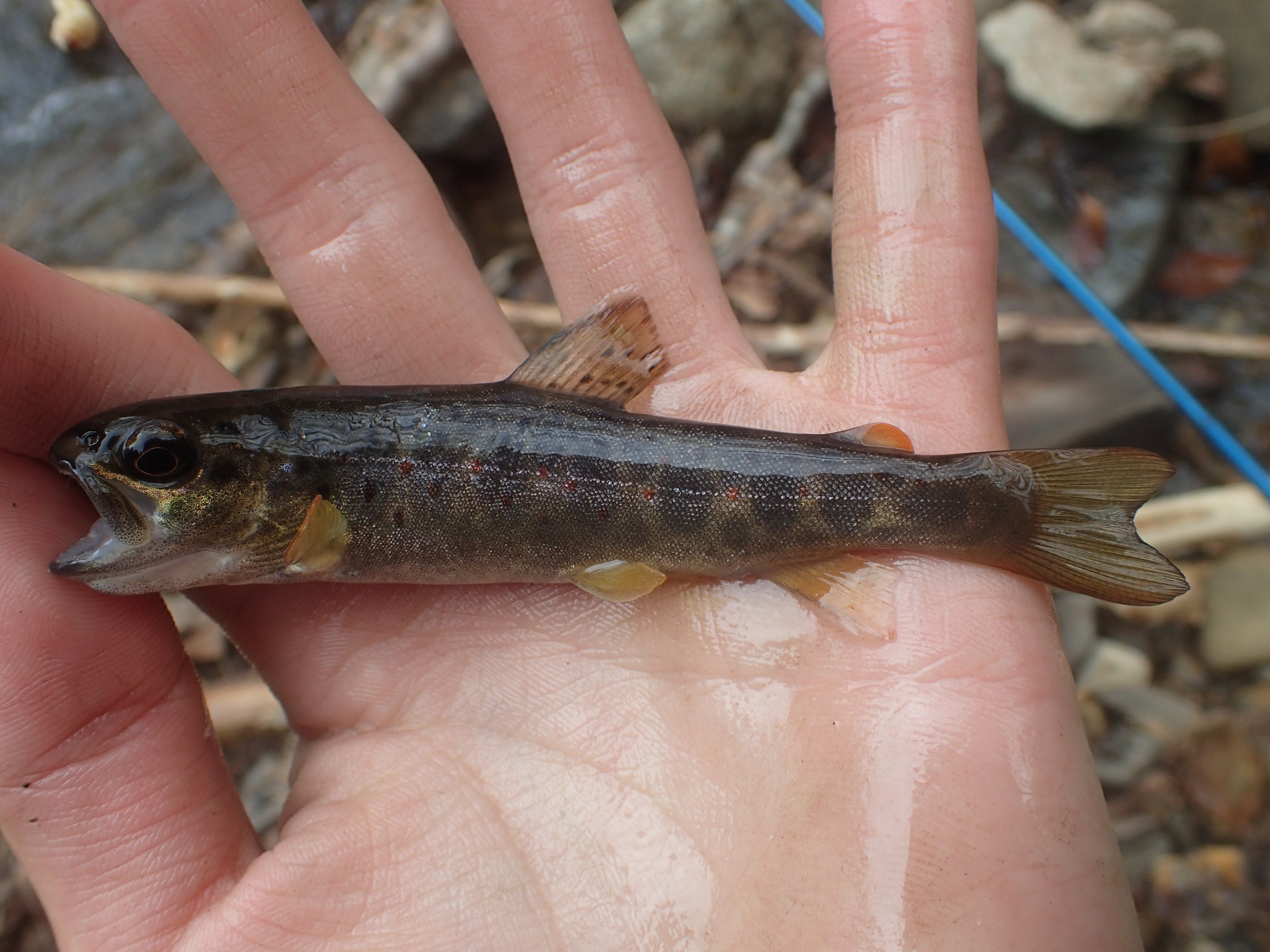 ブラウントラウト (2017.04.18) WEB魚図鑑