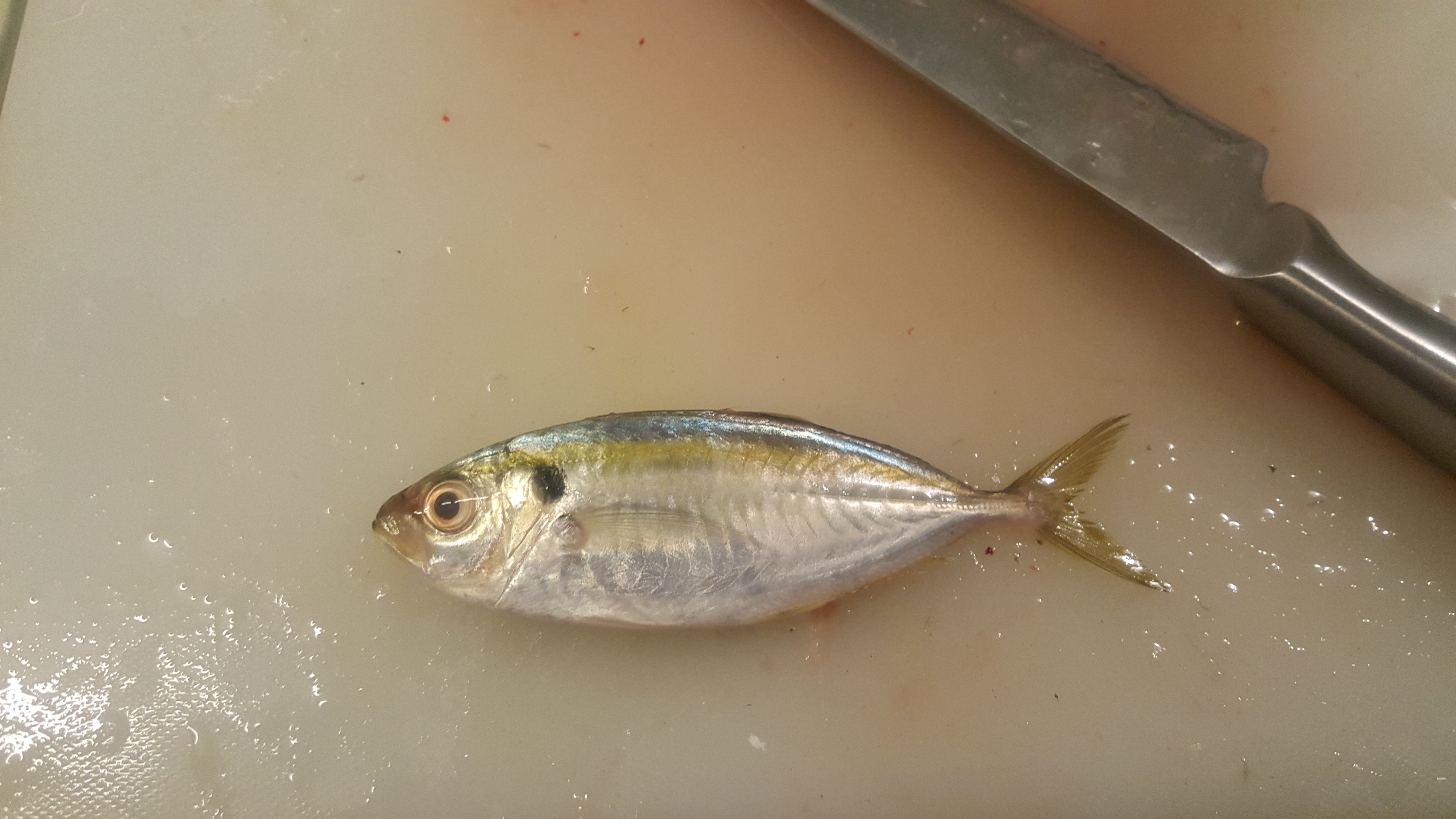 ホソヒラアジ (2017.04.24) WEB魚図鑑