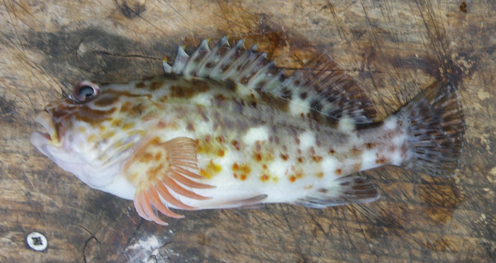 イソゴンベ (2017.06.28) WEB魚図鑑