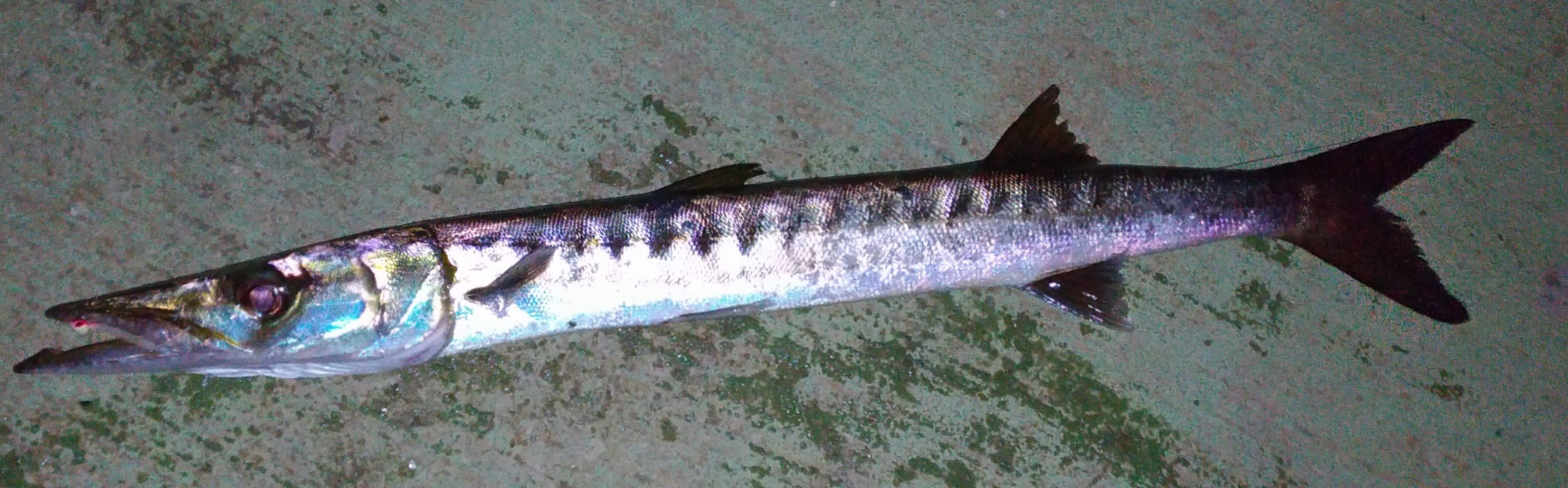 イエローマウスバラクーダ WEB魚図鑑