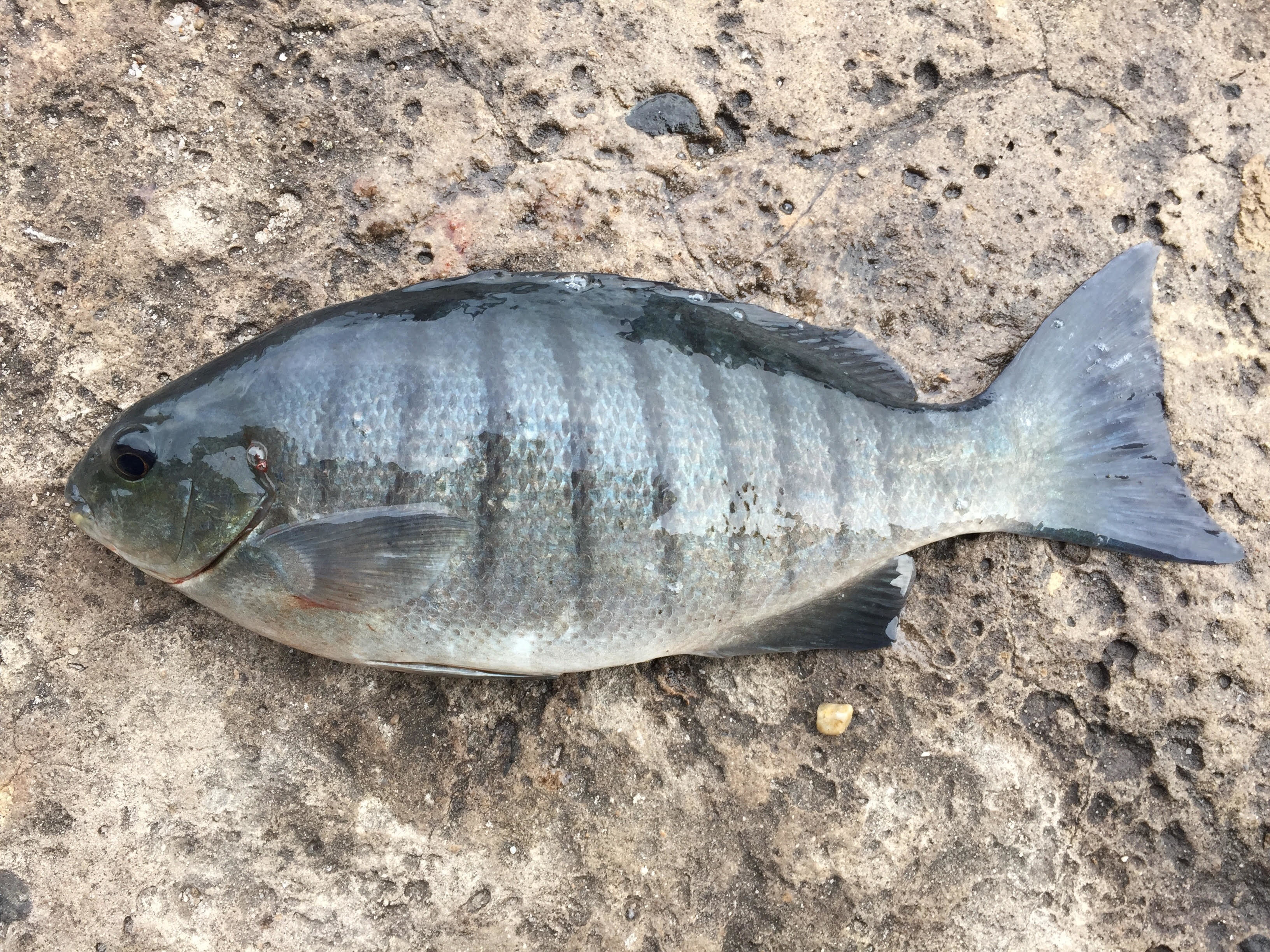 シマメジナ WEB魚図鑑