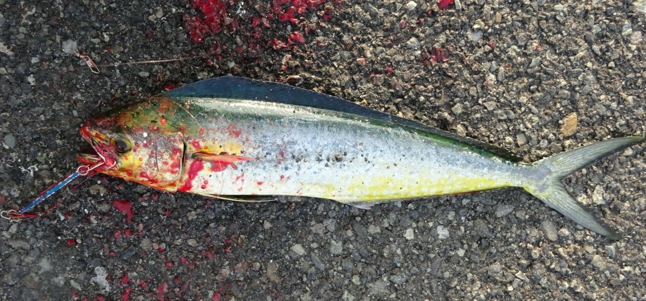 シイラ (2017.09.16) WEB魚図鑑