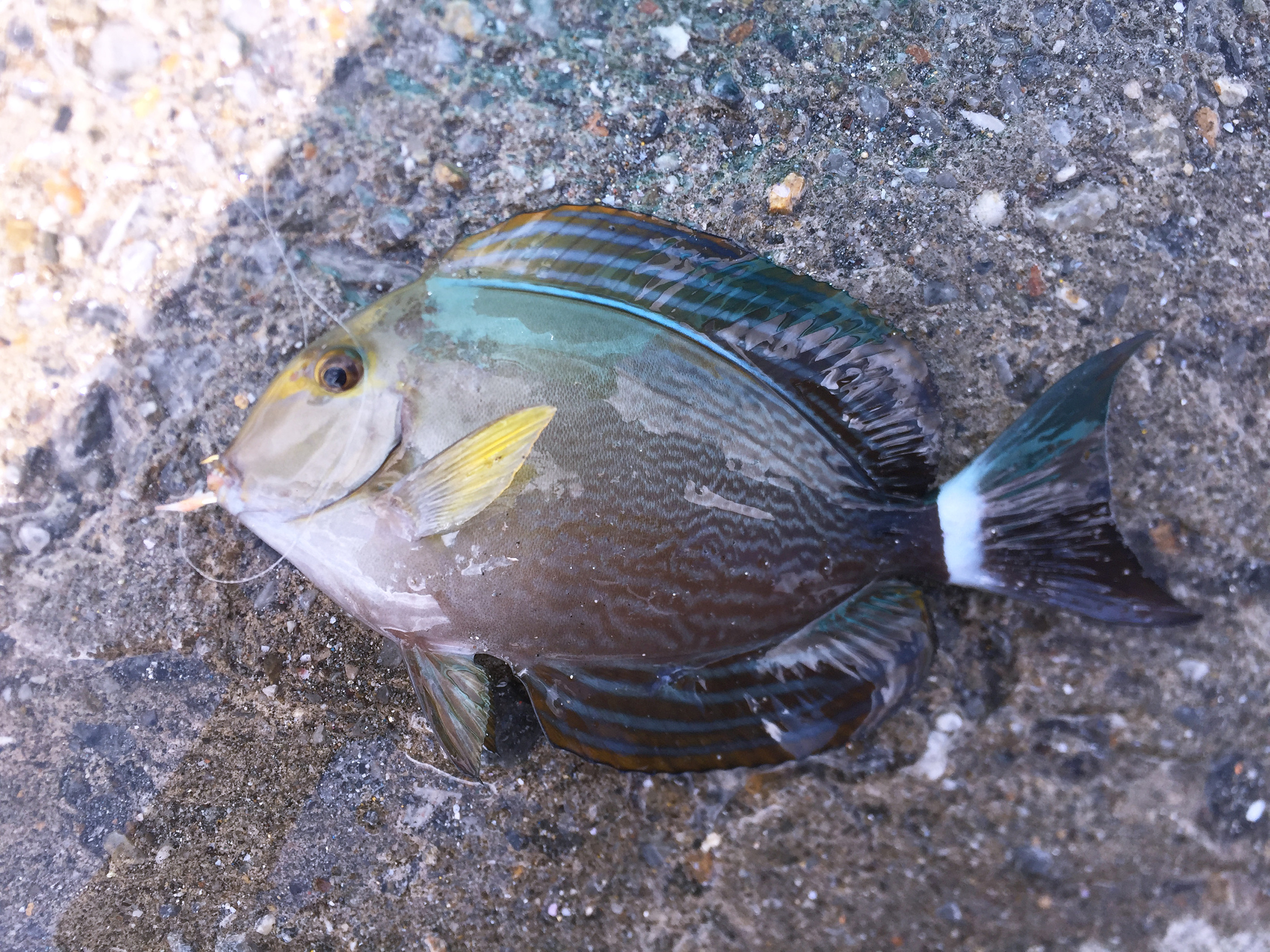 クロハギ (2017.09.22) WEB魚図鑑