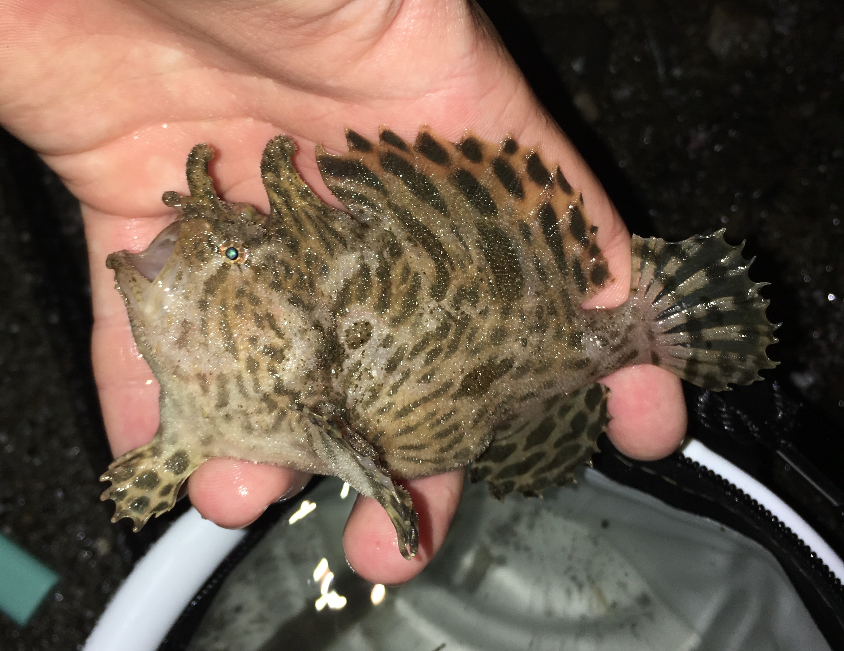 カエルアンコウ (2017.10.16) WEB魚図鑑