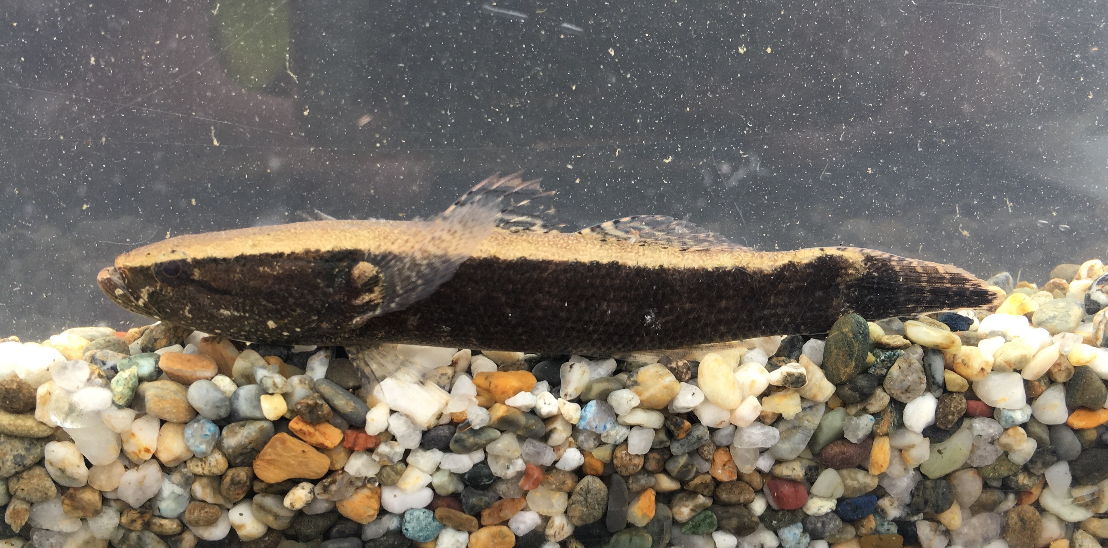 カワアナゴ (2017.10.21) WEB魚図鑑