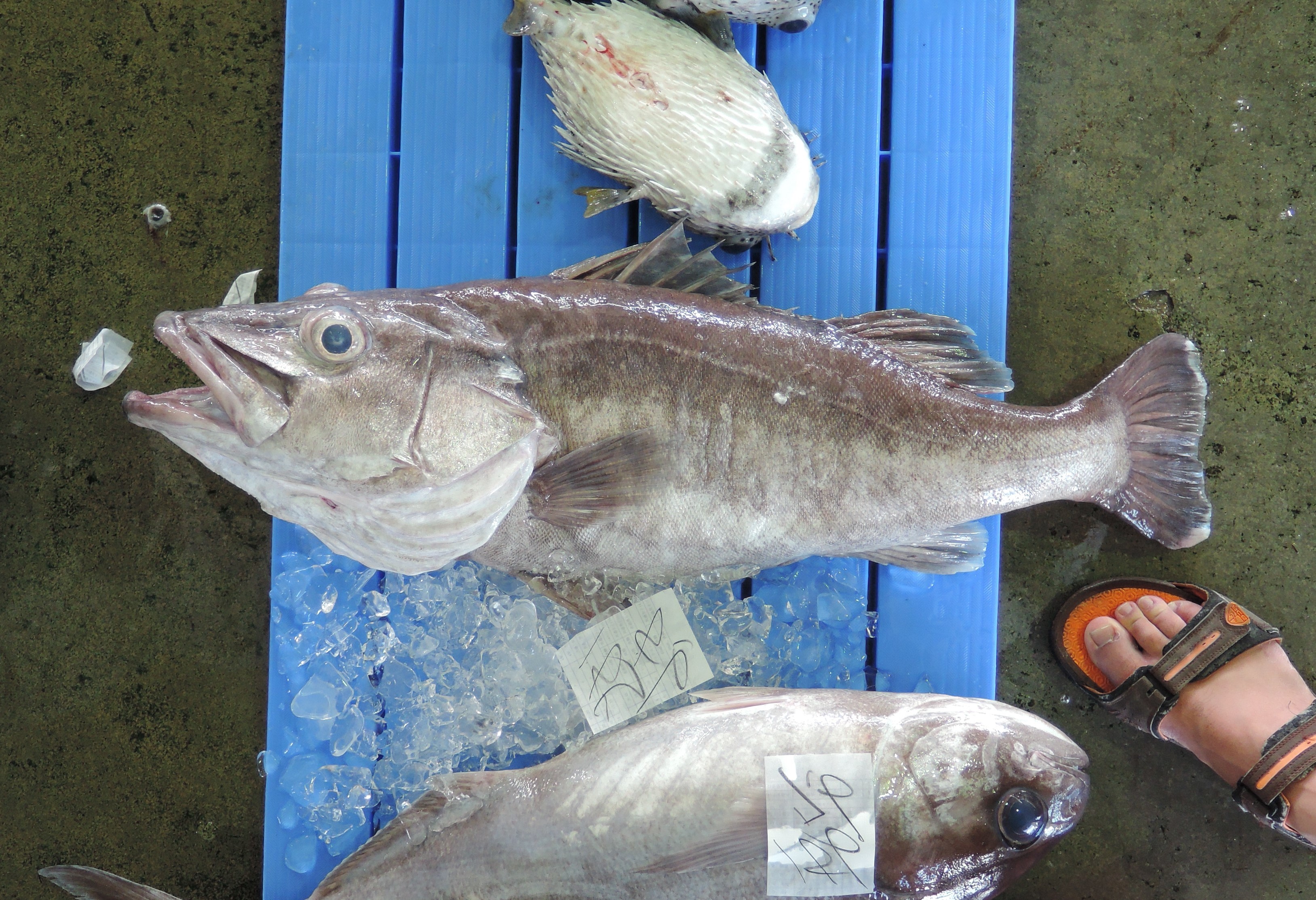 アラ (2017.10.25) WEB魚図鑑