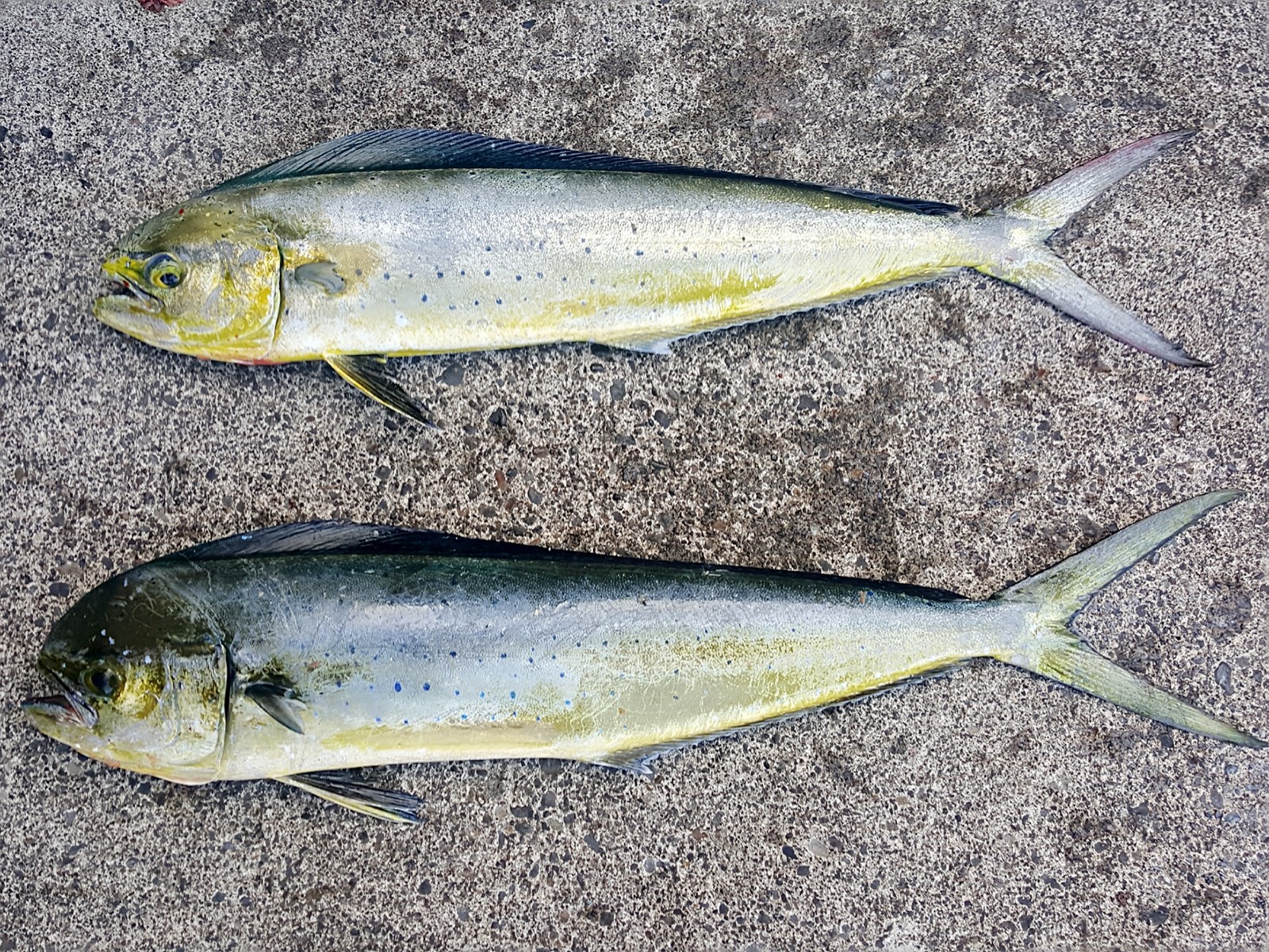 シイラ (2017.11.28) WEB魚図鑑