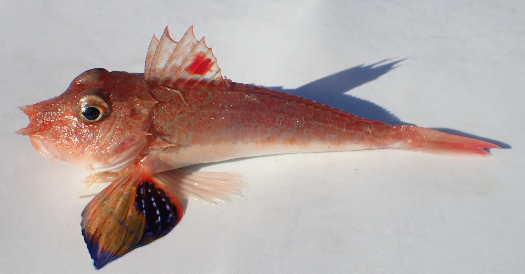 オニカナガシラ (2018.01.04) WEB魚図鑑