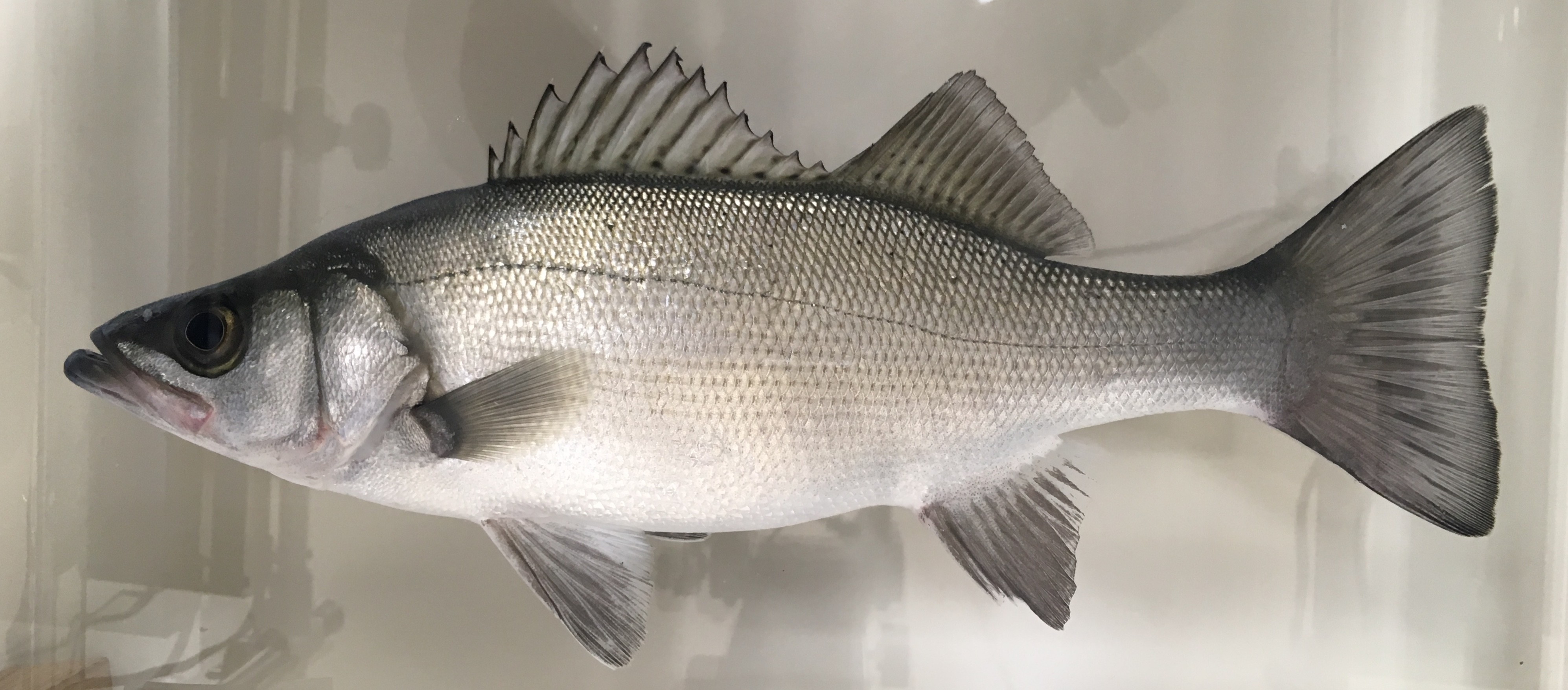 ヒラスズキ (2018.03.11) WEB魚図鑑