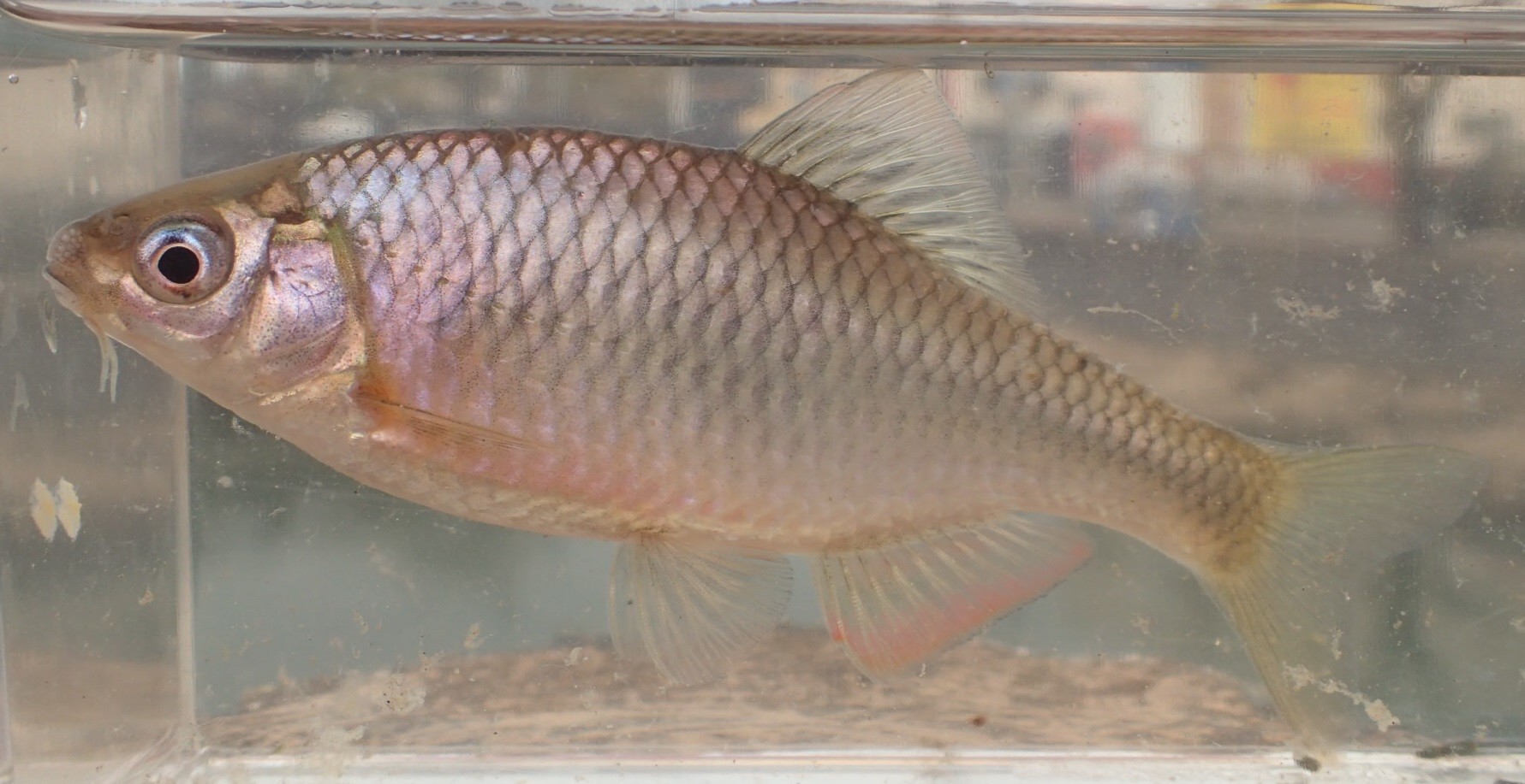 ヤリタナゴ (2018.03.13) WEB魚図鑑