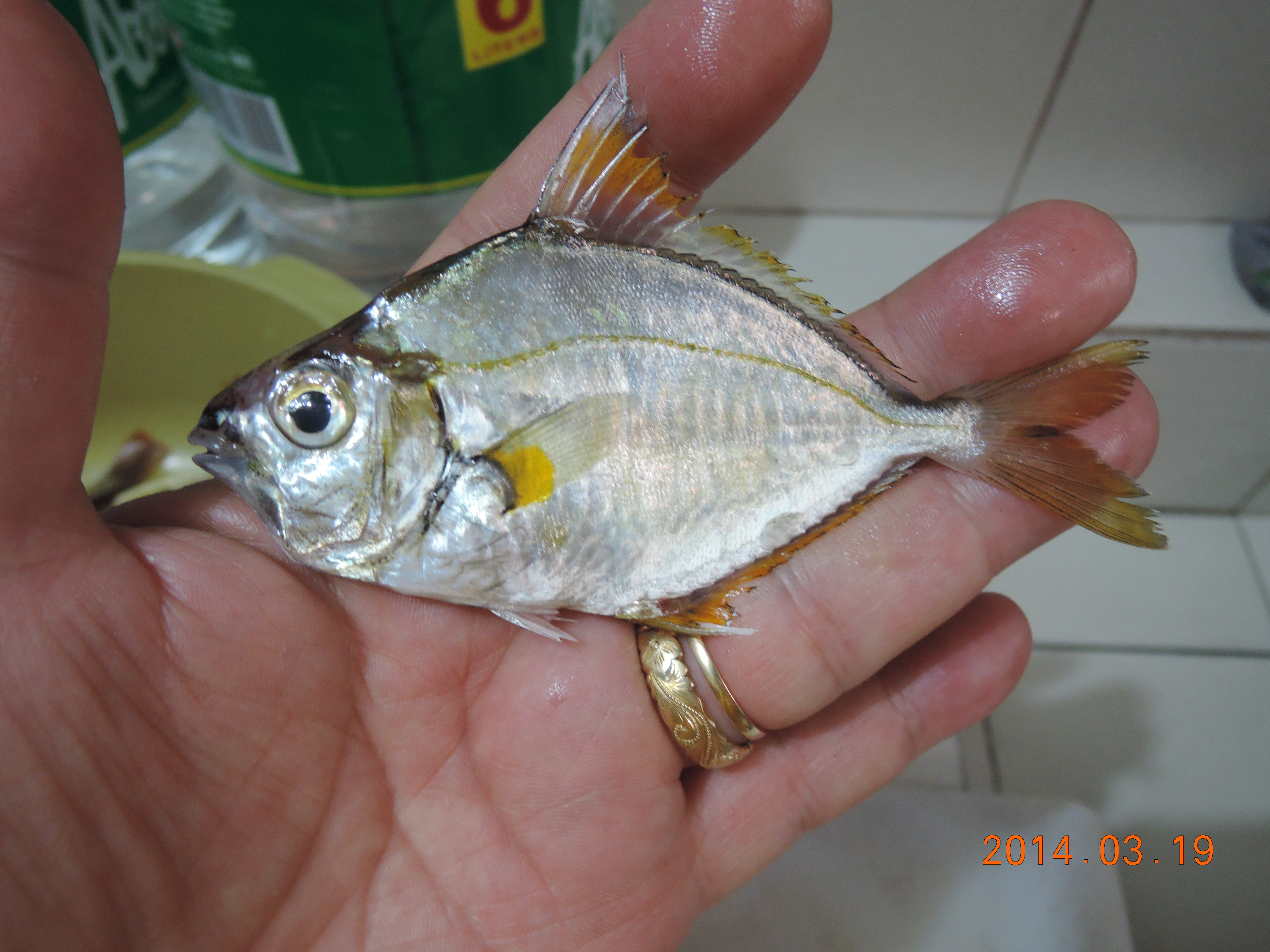 イエロースポッテッドポニーフィッシュ WEB魚図鑑