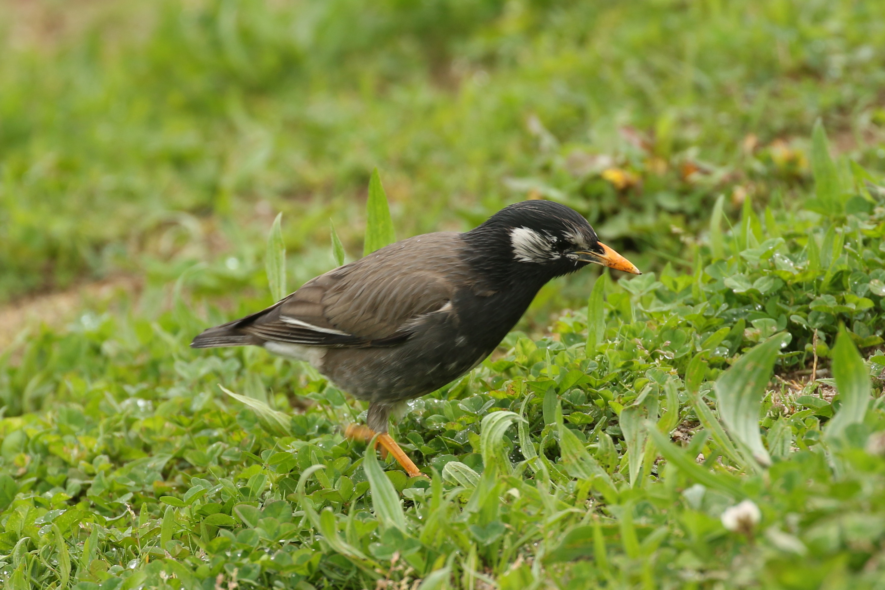 ムクドリ (2018.04.19) 日本の野鳥識別図鑑
