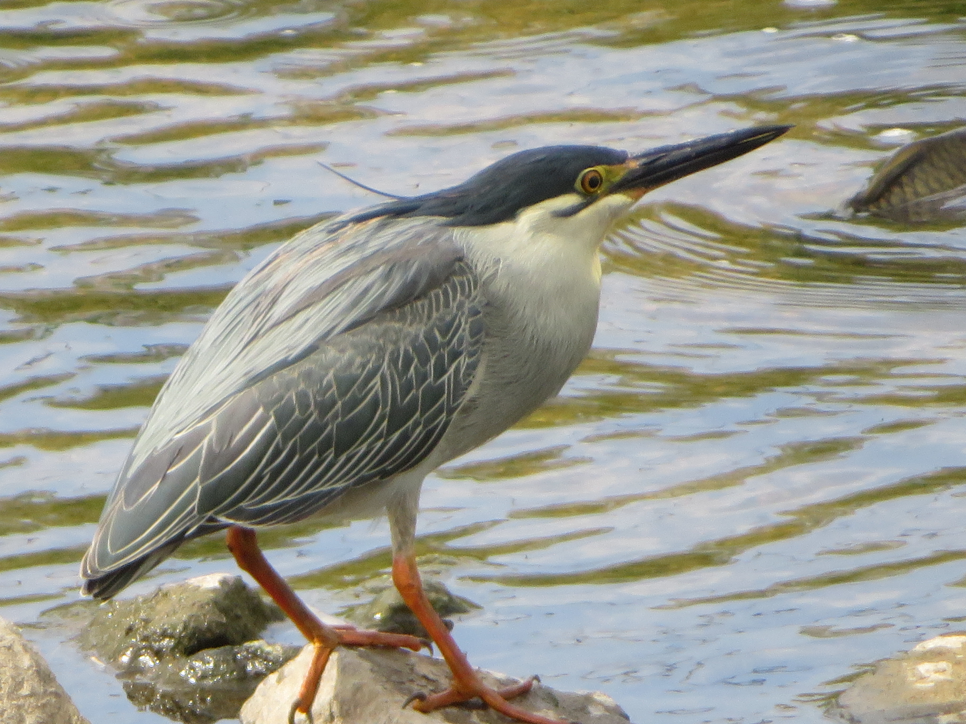 ササゴイ (2018.05.29) 日本の野鳥識別図鑑