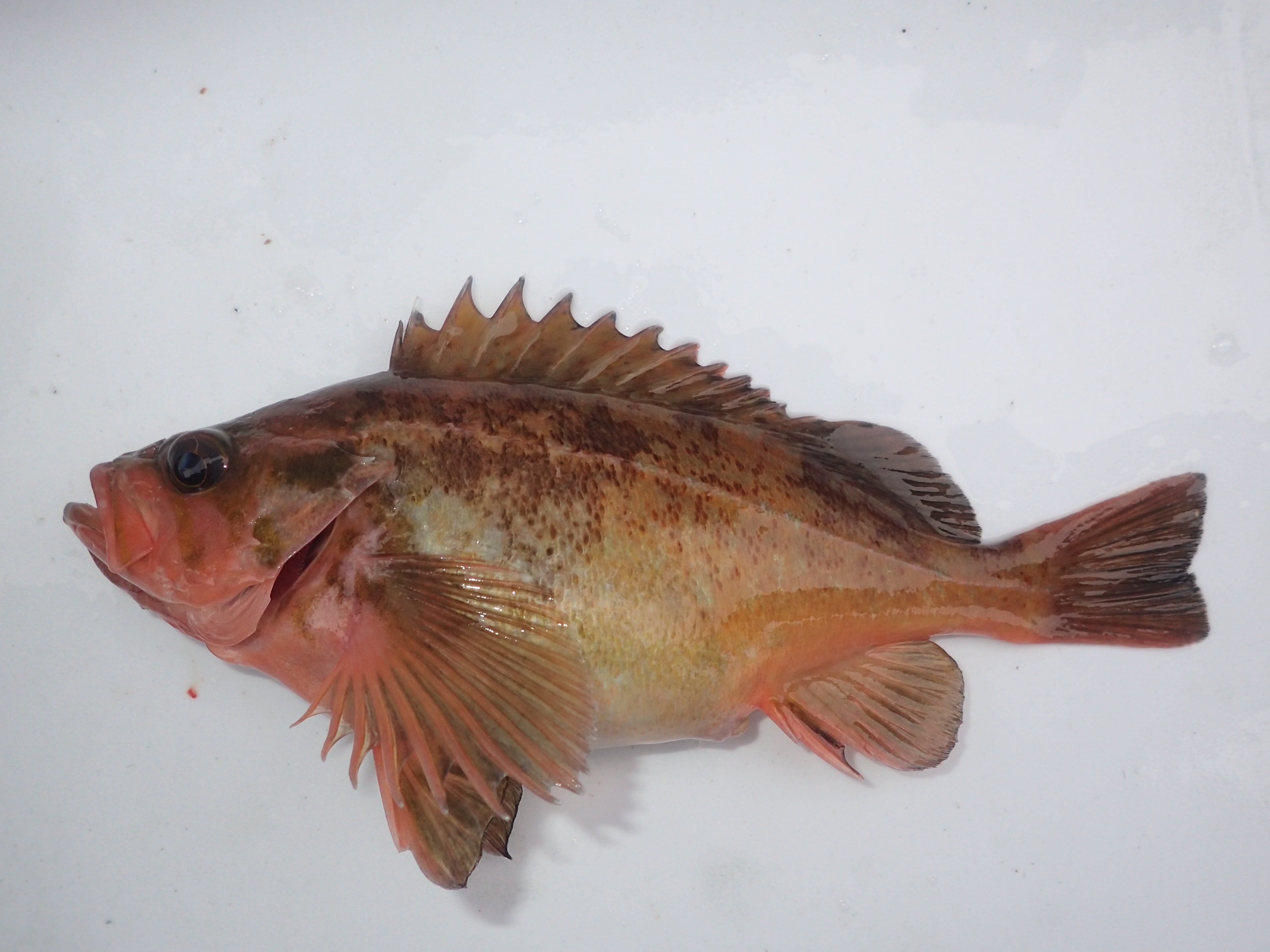 ガヤモドキ WEB魚図鑑