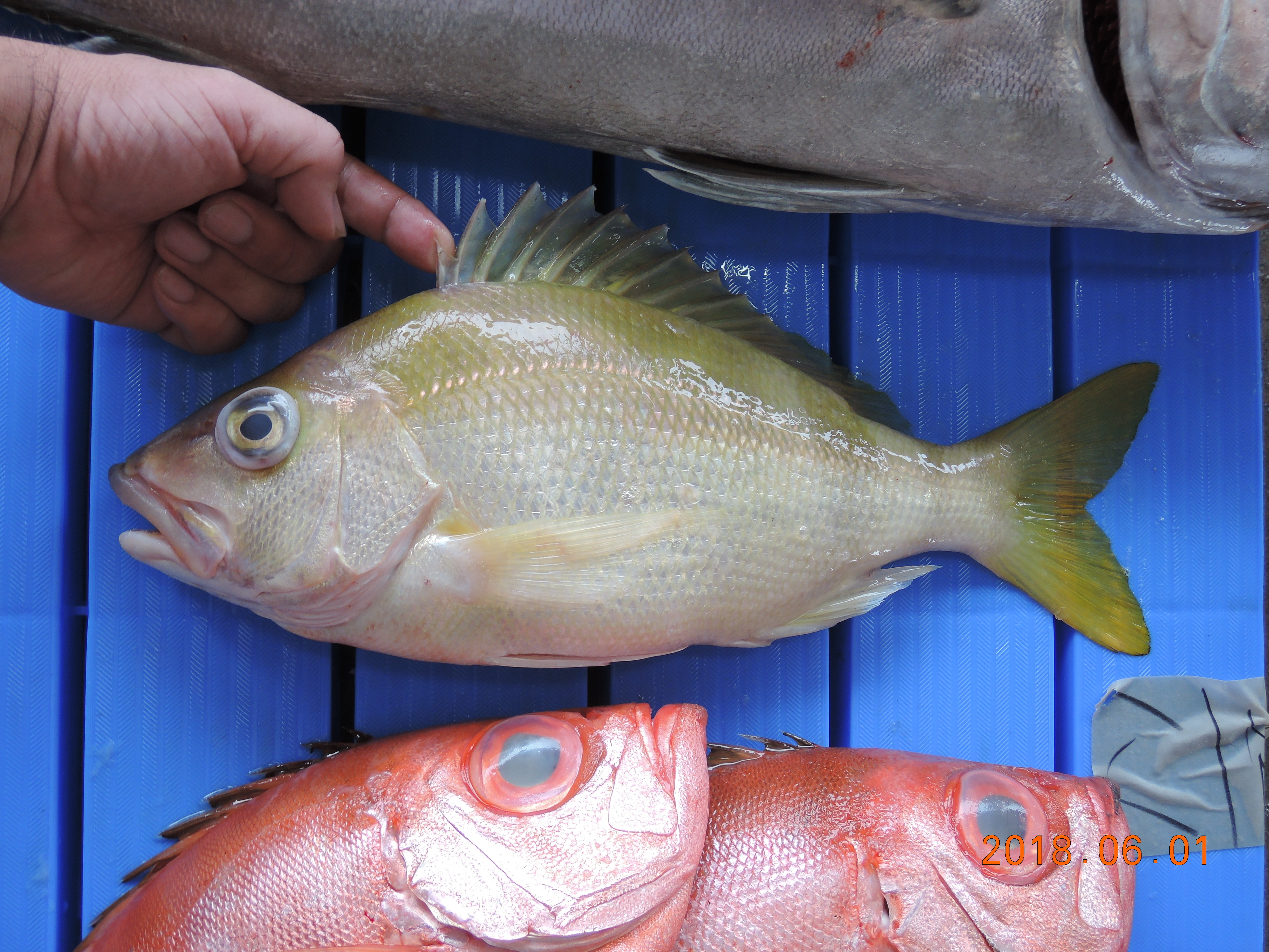 キビレフエダイ (2018.06.03) WEB魚図鑑