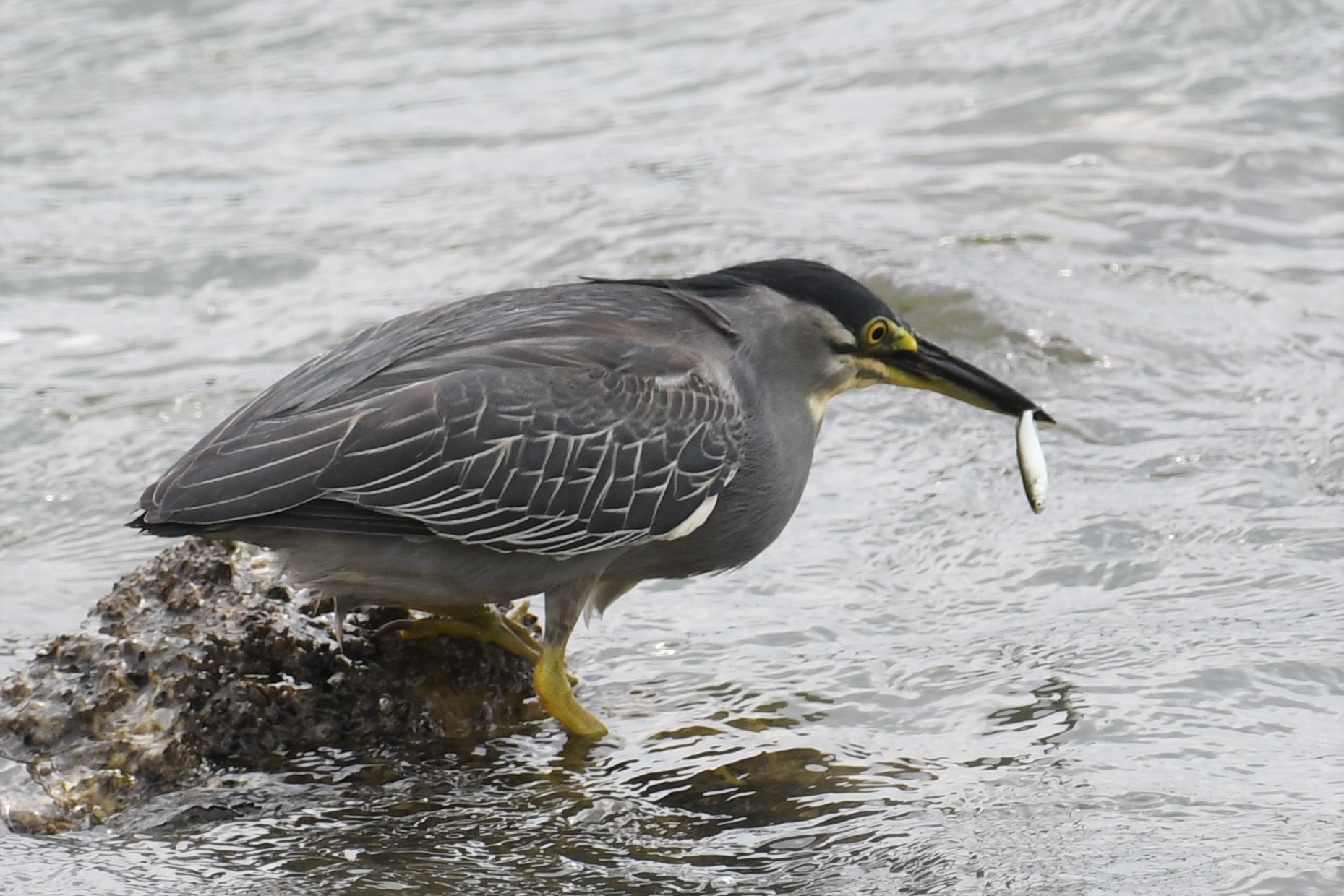 ササゴイ (2018.07.11) 日本の野鳥識別図鑑
