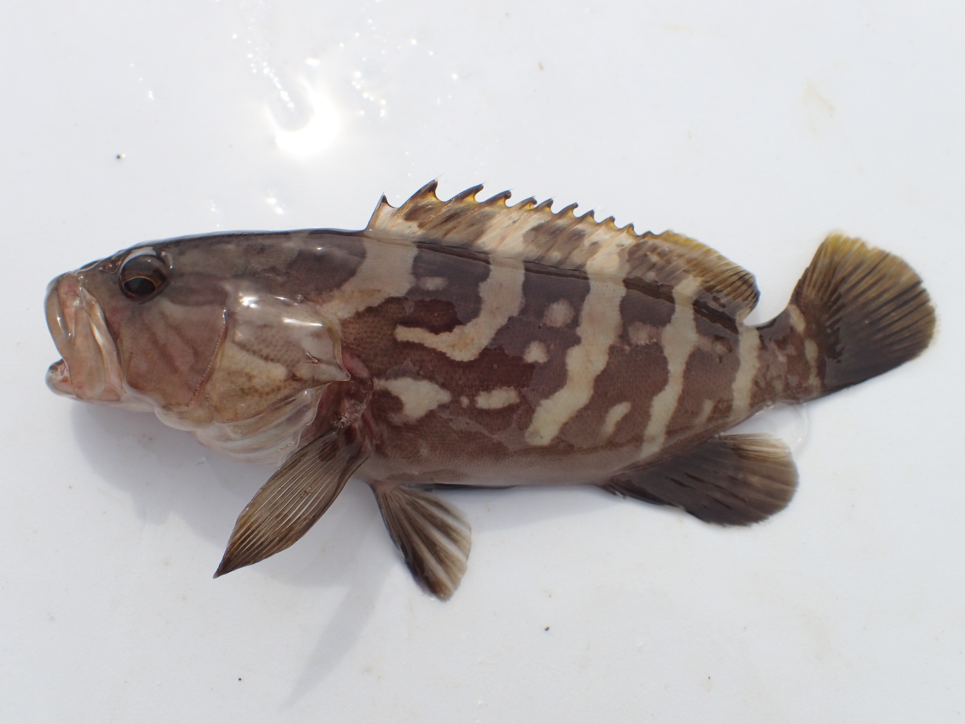 クエ (2018.09.13) WEB魚図鑑