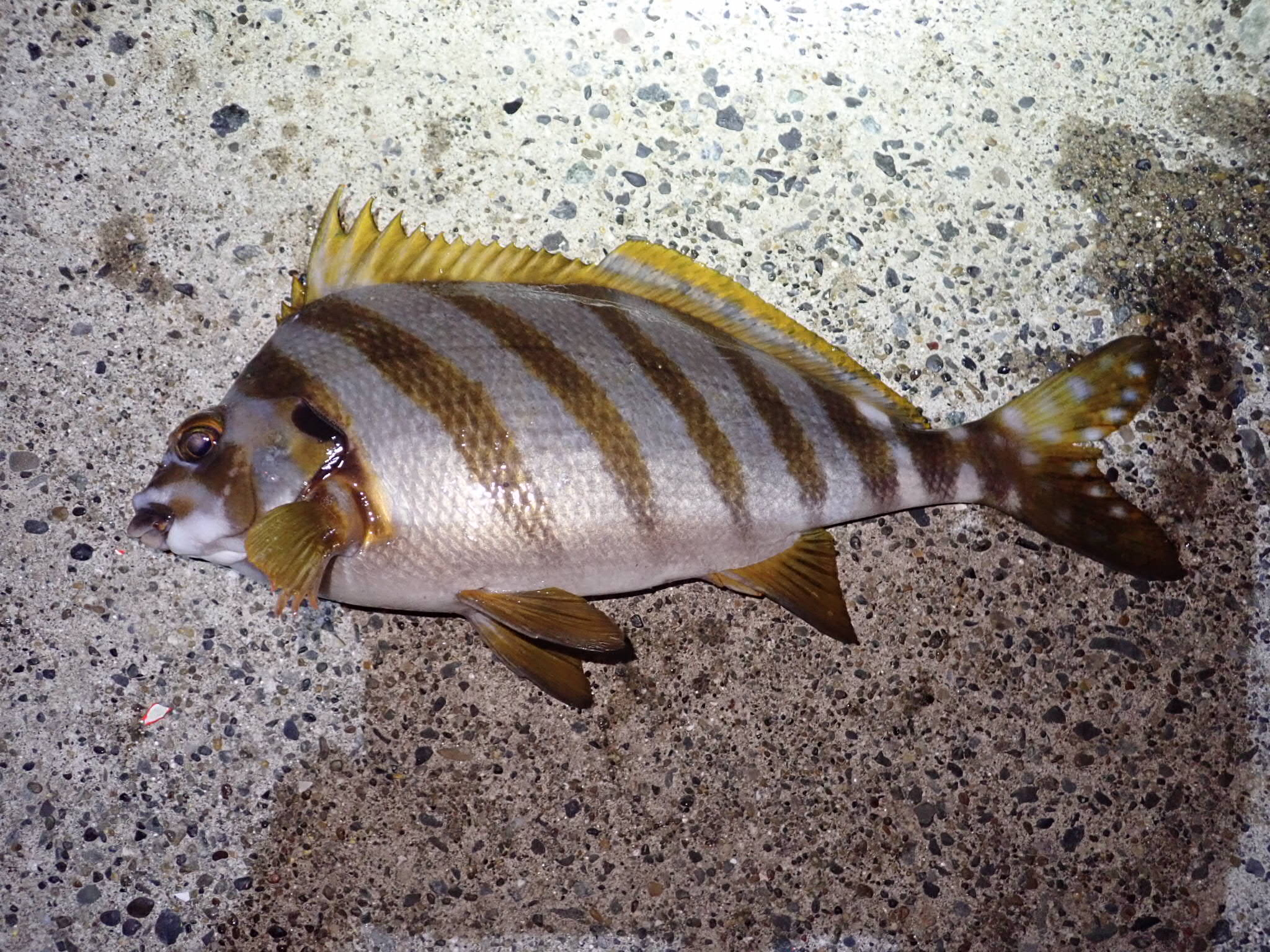 タカノハダイ (2018.11.11) WEB魚図鑑