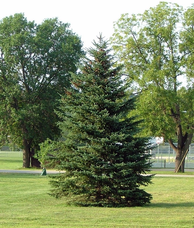 Volunteer for Chrismas in Zumbro Falls Zumbro Falls Minnesota