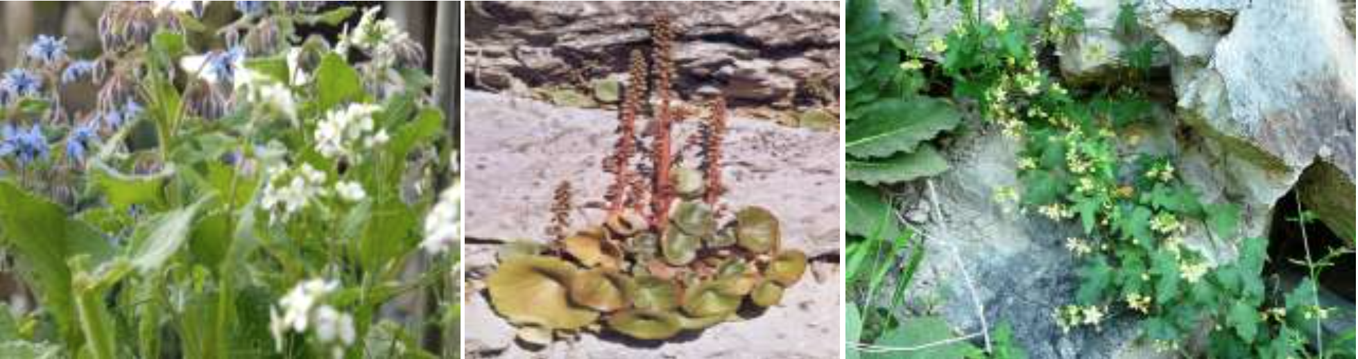 Stage d'initiation aux plantes sauvages