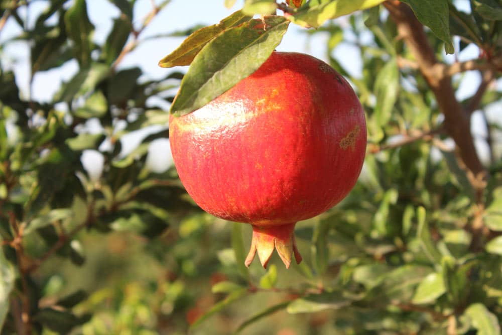 Pomegranate juice polyphenols induce a antiinflammatory state