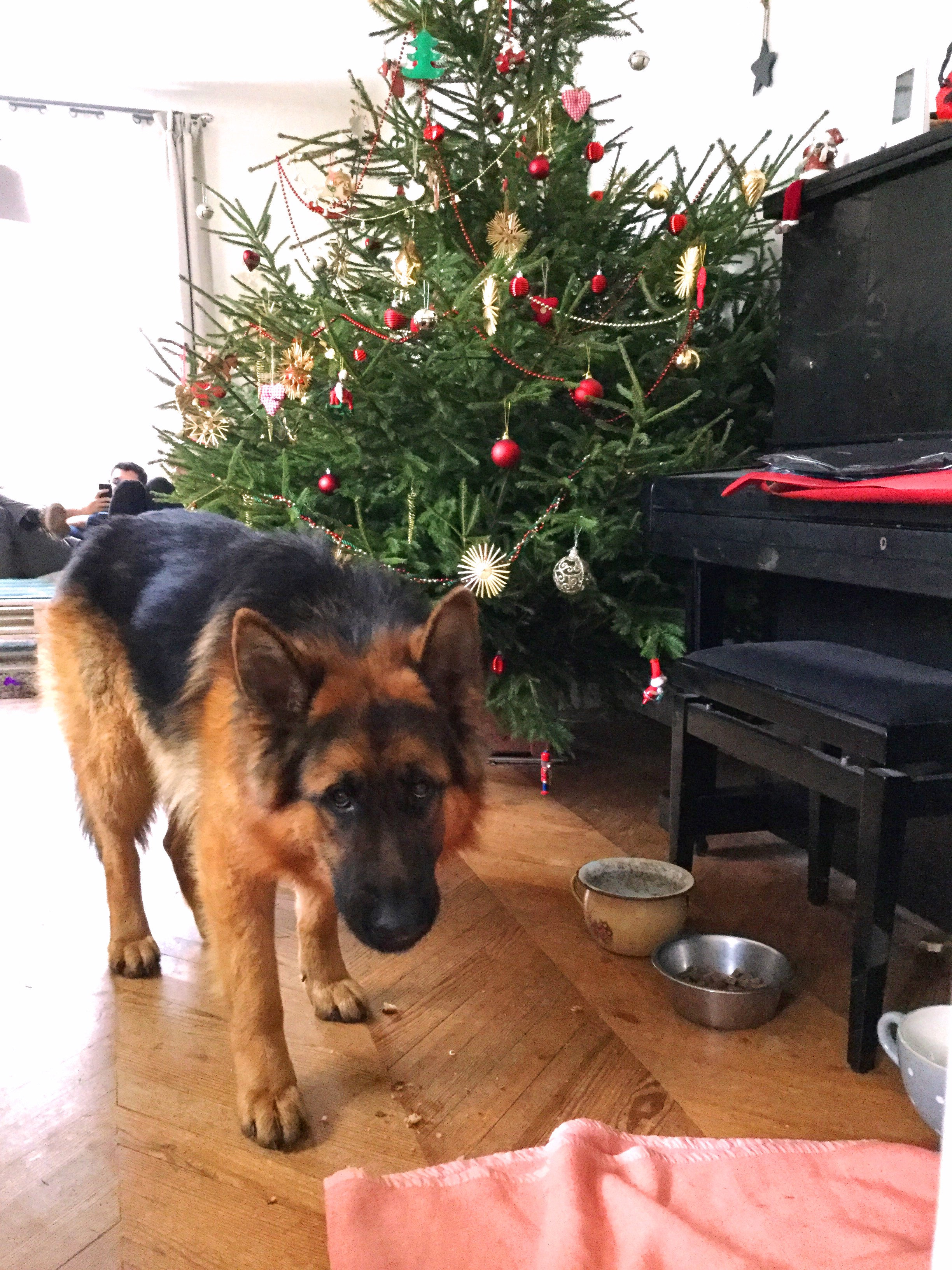 Urgence FA ou adoptant pour Simba, Berger Allemand Page 3 Forum A l