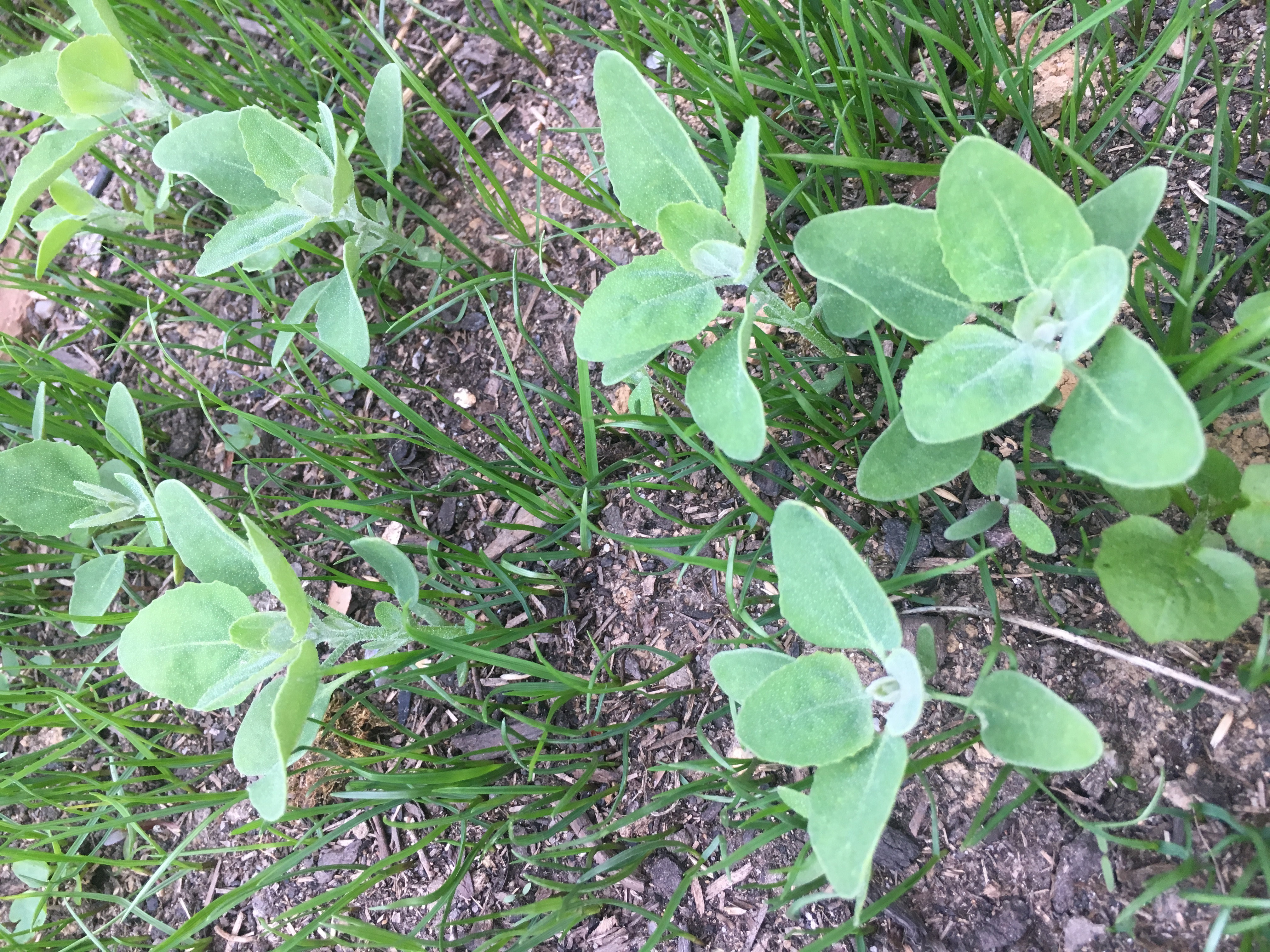 Mauvaise herbe avec nouvelle pelouse Forum jardinage