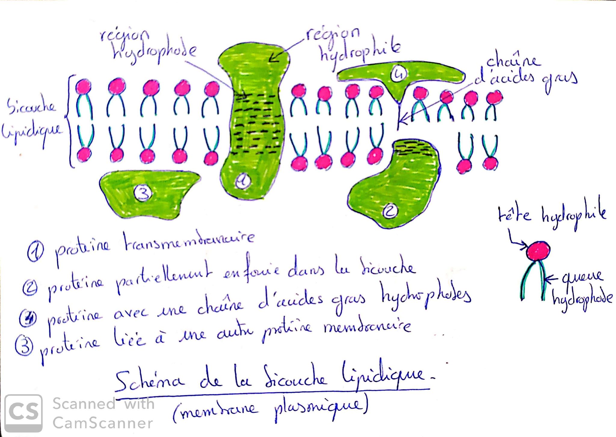[1ES] Une structure complexe la cellule vivante