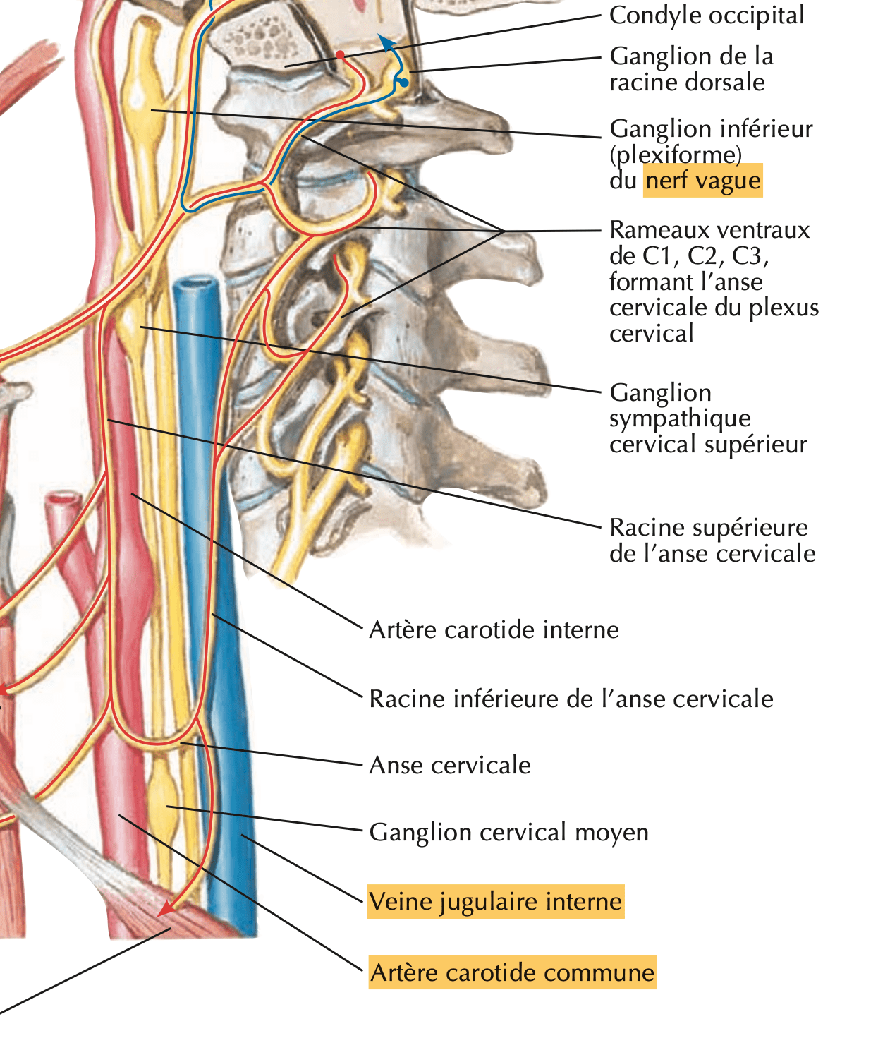 nerf vague X UE5 Anatomie Tutorat Associatif Toulousain