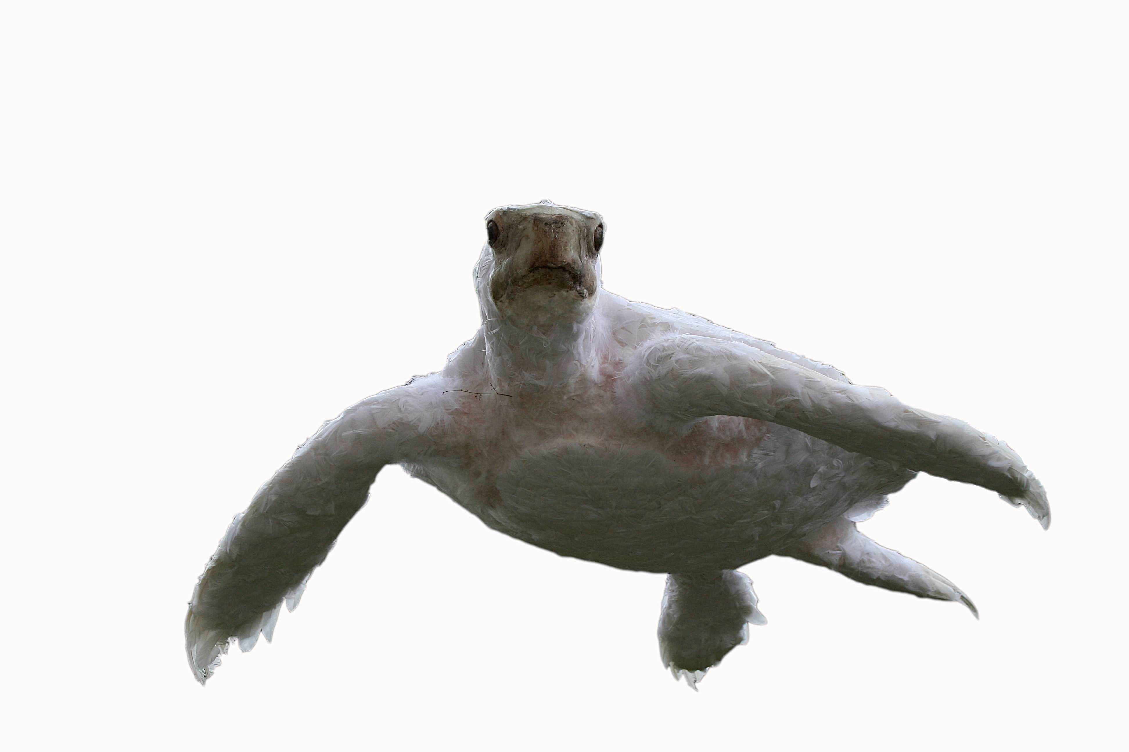 Are There Flying Turtles