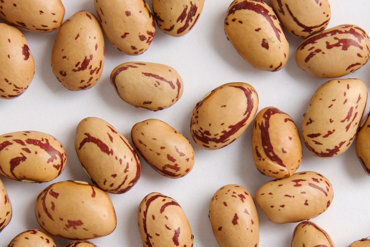 Cranberry Bean Zursun Idaho Heirloom Beans