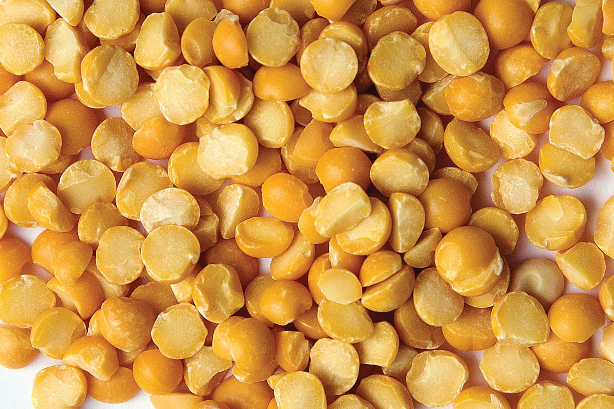 Yellow Split Pea Zursun Idaho Heirloom Beans