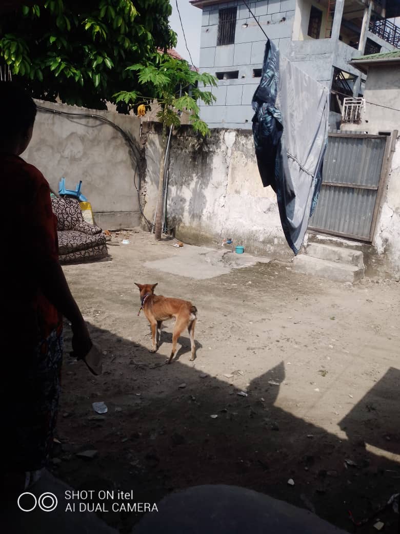 Parcelle à Vendre à Kinshasa Limete 1ere Rue Zwandako Maison à