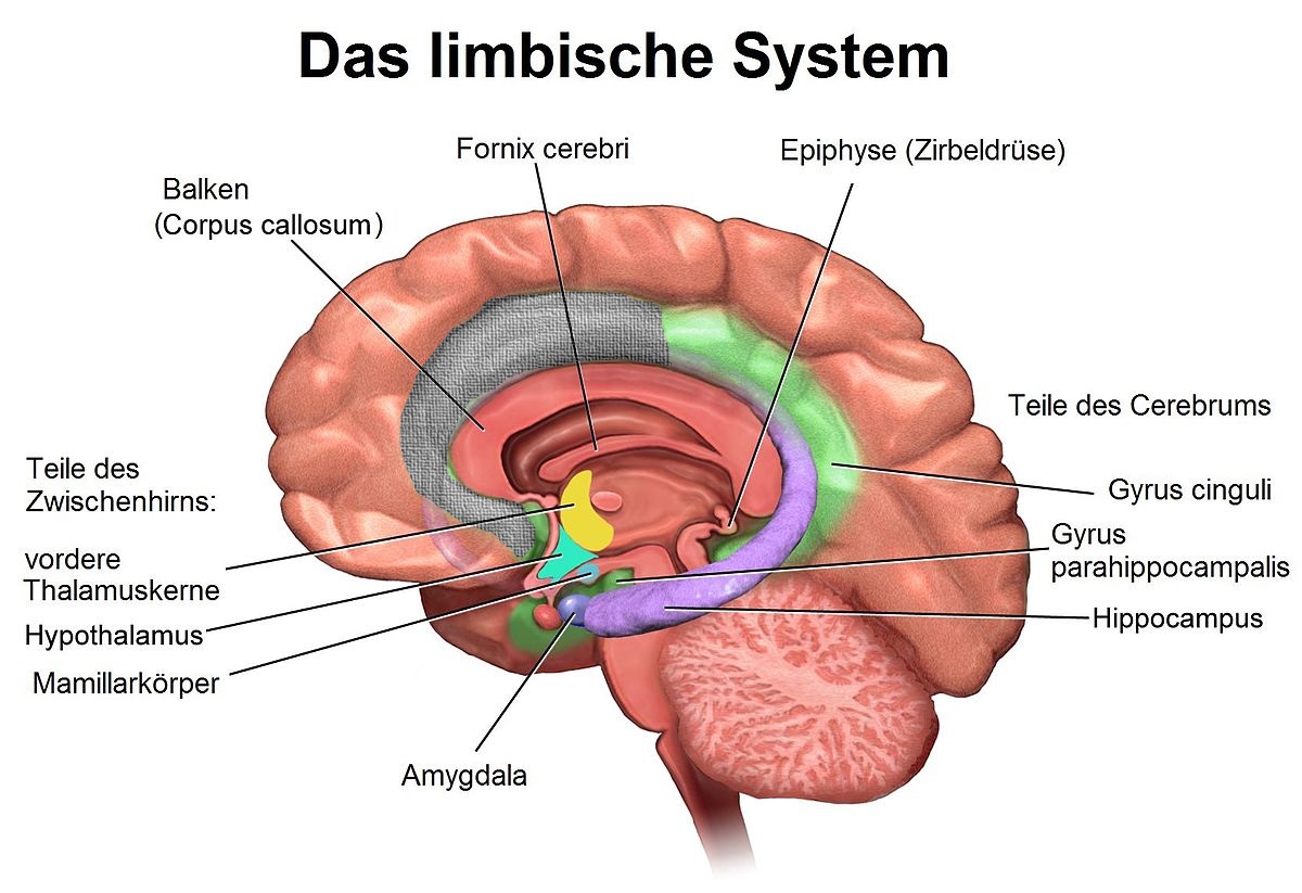 Das verhasste Spiegelbild eines Narzisst ZΔψ zwischen