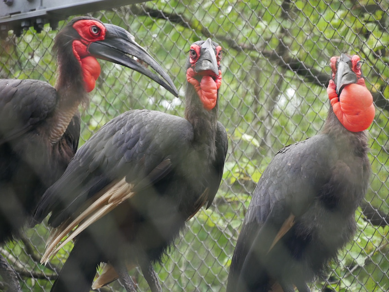 ミナミジサイチョウは動物園にいる？値段やエサ、寿命は？ お役立ちなんでも情報局