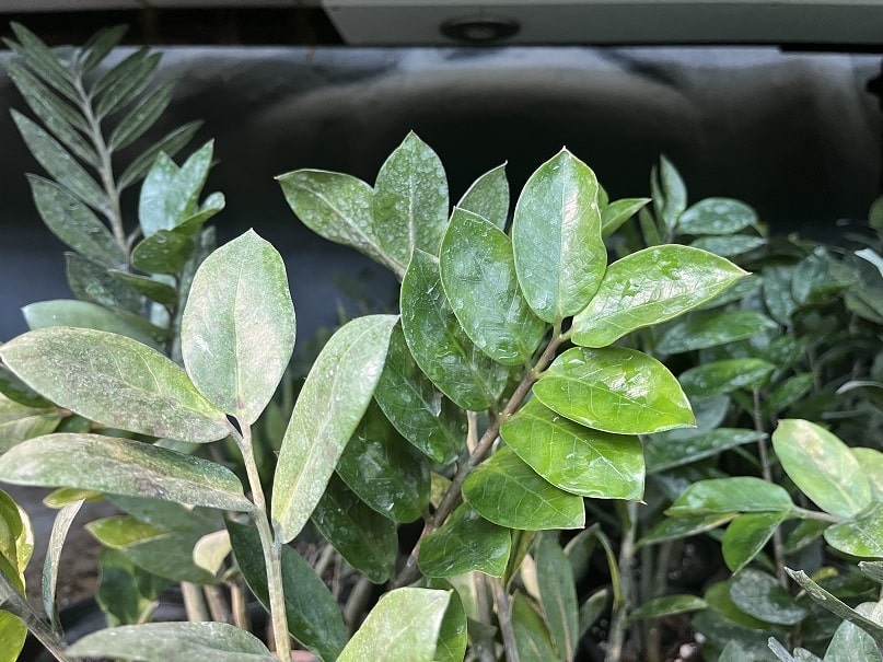 Black Spots on ZZ Plant? Causes + Quick Fixes