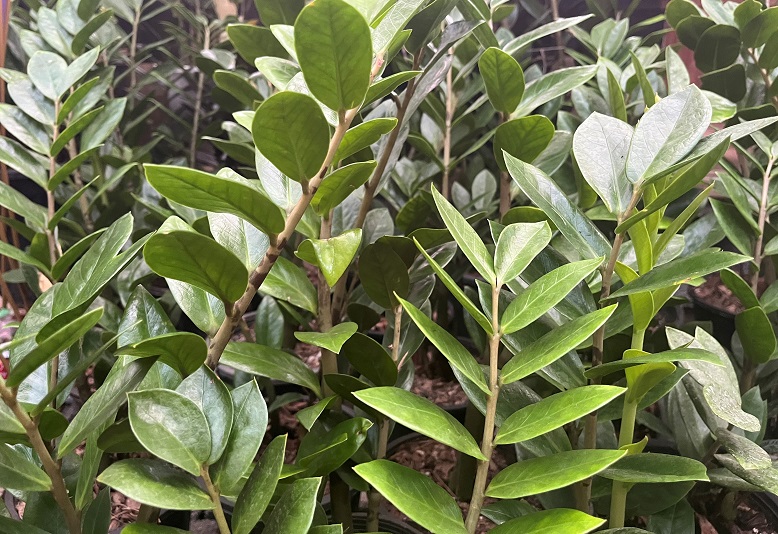 Black Spots on ZZ Plant? Causes + Quick Fixes