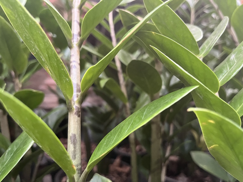 Black Spots on ZZ Plant? Causes + Quick Fixes